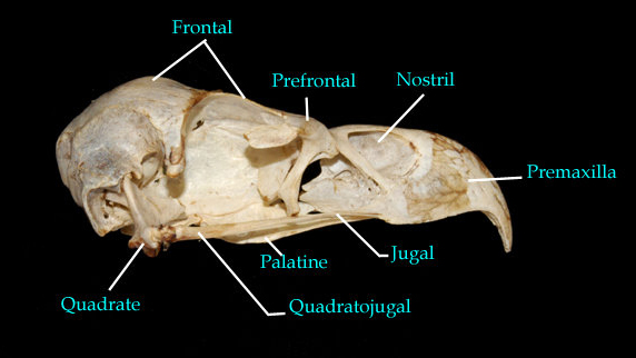 Rigging Asylum: Bird Anatomy - Skeletal